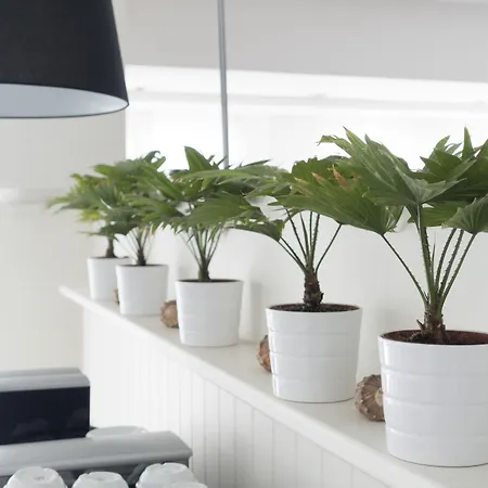 Atlantic Riviera Mare Misano Adriatico